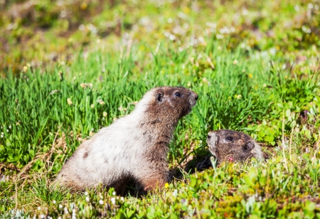 marmotの写真素材