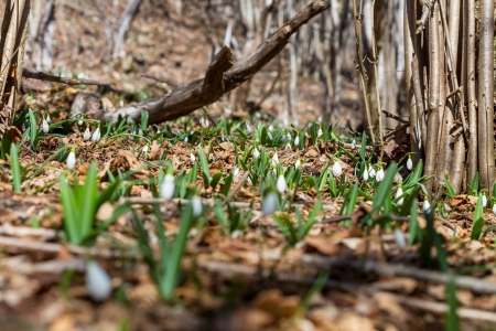 snowdropsの写真素材
