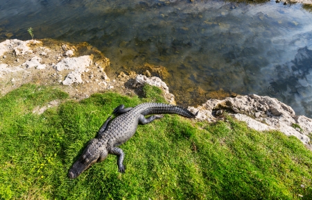 Alligator の写真素材