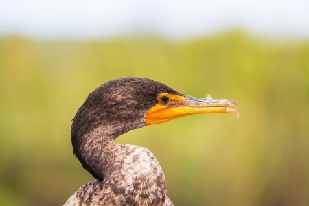 Cormorant in Floridaの写真素材
