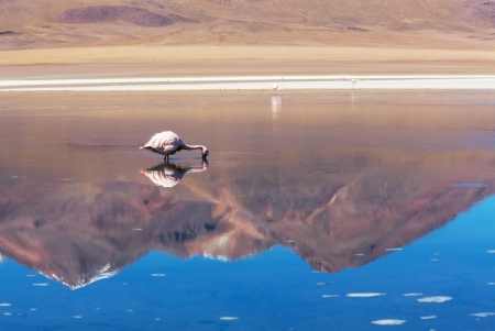 flamingo in Boliviaの写真素材