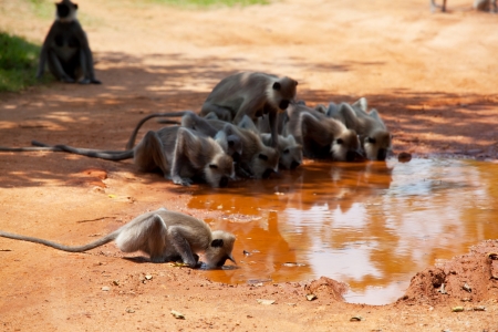 Monkeys in Anuradhapura, Sri Lankaの写真素材