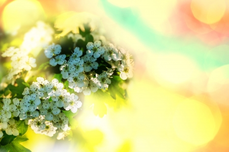 Flowers of the cherry blossoms on a spring gardenの写真素材