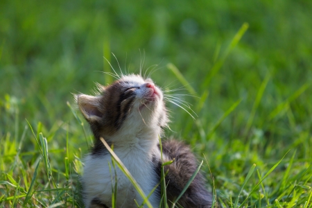 little kitten in green grassの写真素材