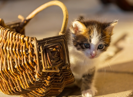 little kittenの写真素材