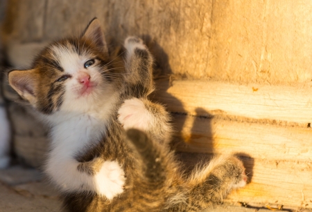 little kittenの写真素材