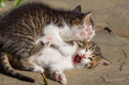 little kittenの写真素材