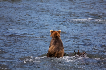 Brown bear on Alaskaの写真素材