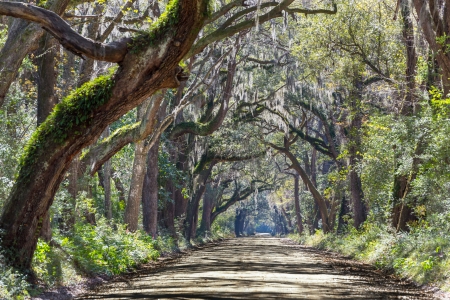 Trees tunnel -Botany Bay,South Carolinaの写真素材