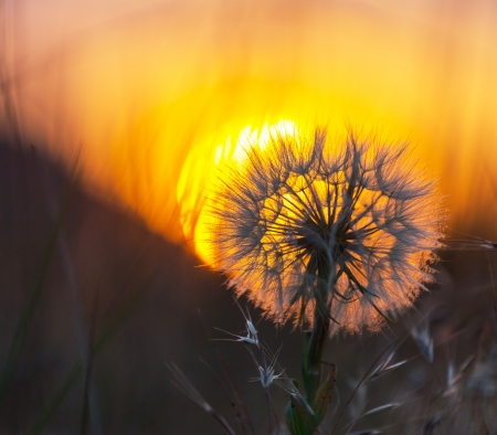 Dandelion flower