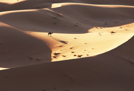 Sahara desertの写真素材