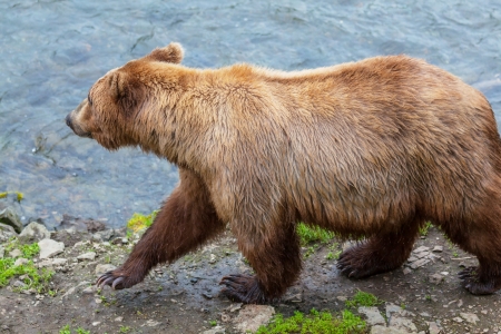 Brown bear on Alaskaの写真素材