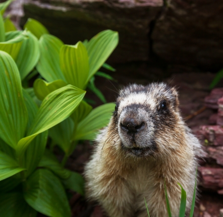 Marmots on meadow