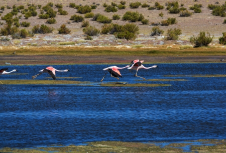 flamingo in Boliviaの写真素材