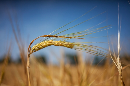 wheatの写真素材