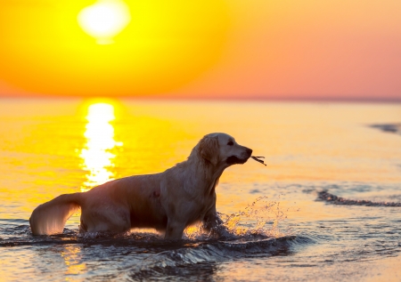 dog on beachの写真素材