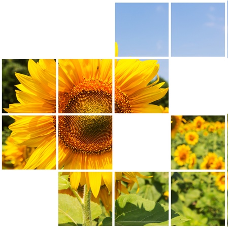 Sunflowersの写真素材