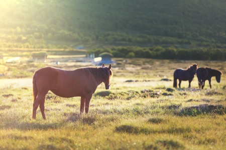 Horse on meadowの写真素材