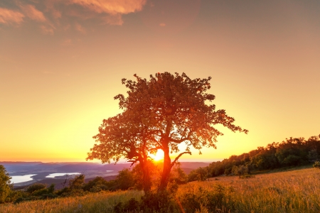 Alone treeの写真素材