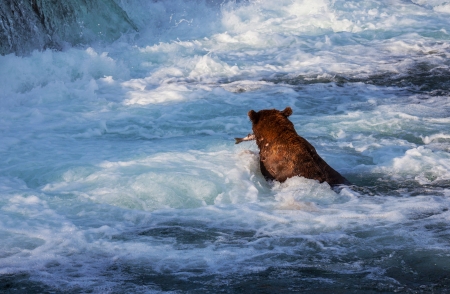 Brown bear on Alaskaの写真素材