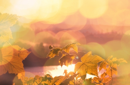 autumn sceneの写真素材