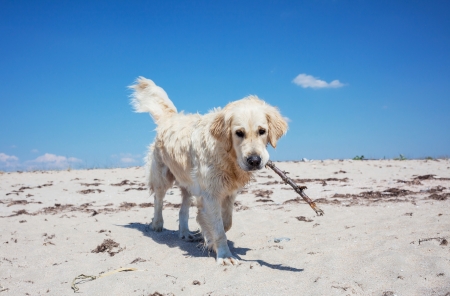 dog on beachの写真素材