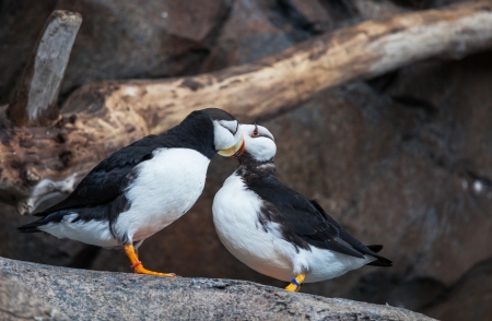 puffin