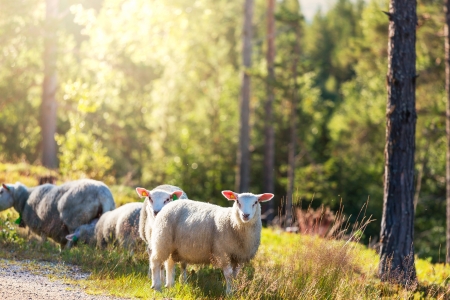 Sheeps  in Norwayの写真素材