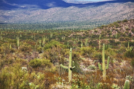 Saguaro National Park