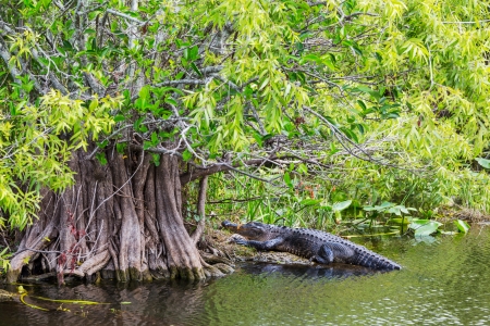 Alligator in Floridaの写真素材