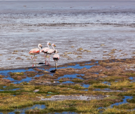 flamingo in Boliviaの写真素材