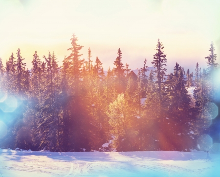 Winter forestの写真素材