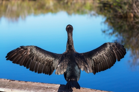 American Anhinga ,Everglades National Parkの写真素材