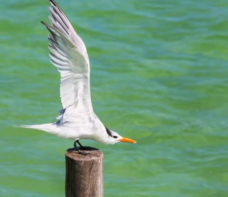 Sea gullの写真素材