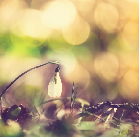 snowdropの写真素材