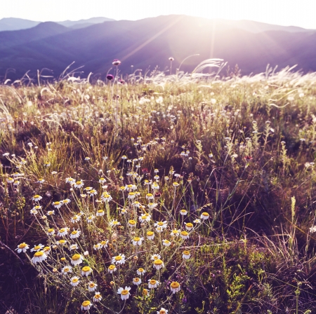 summer meadowの写真素材