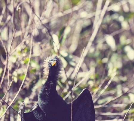 American Anhinga ,Everglades National Park, Florida