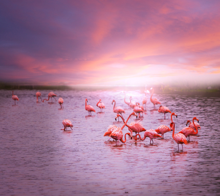flamingo in Boliviaの写真素材