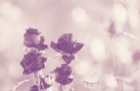 roseの写真素材