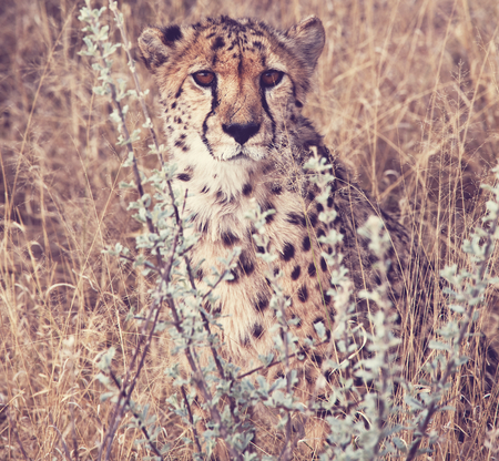 cheetahの写真素材