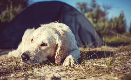 dog on beachの写真素材