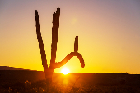 Saguaro National Parkの写真素材