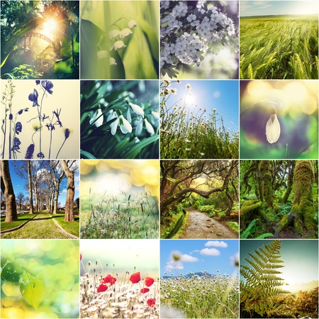 Spring flowers collage