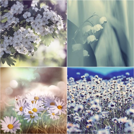 Spring flowers collageの写真素材