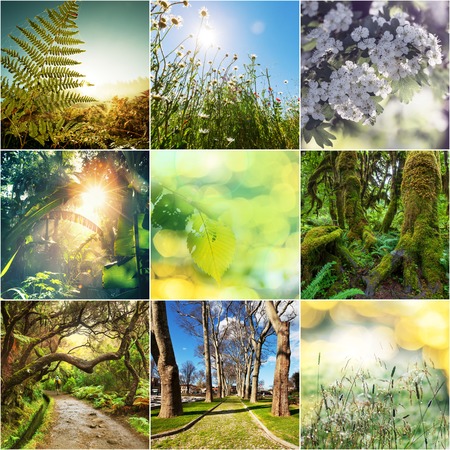 Spring flowers collageの写真素材