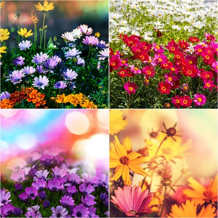 Spring flowers collageの写真素材