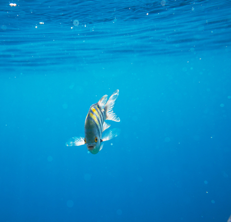 Coral fish in  Red Sea,Egypt
