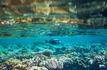 Coral fish in  Red Sea,Egyptの写真素材
