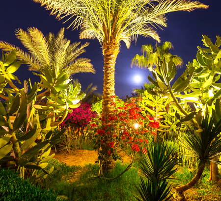 way in night gardenの写真素材