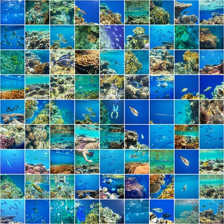 Coral fish in  Red Sea,Egyptの写真素材